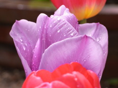 花弁