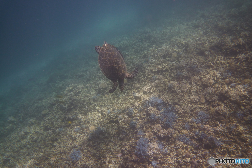 ウミガメ遭遇