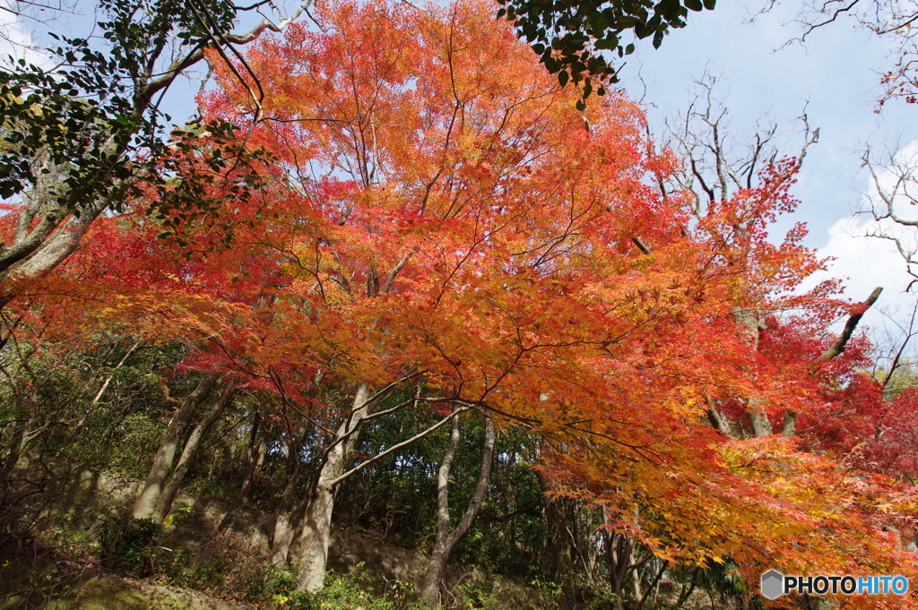 秋陽燦々と