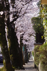 桜路