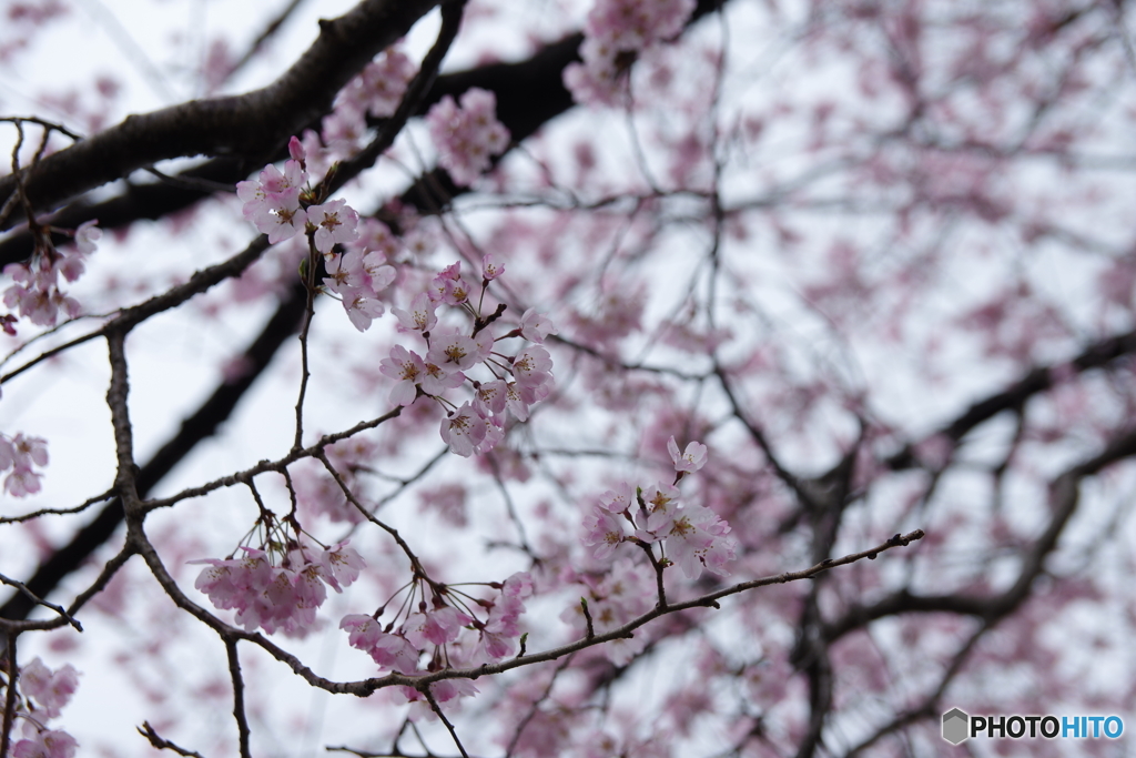 彩 桜