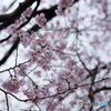 彩 桜