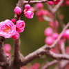 八重の紅