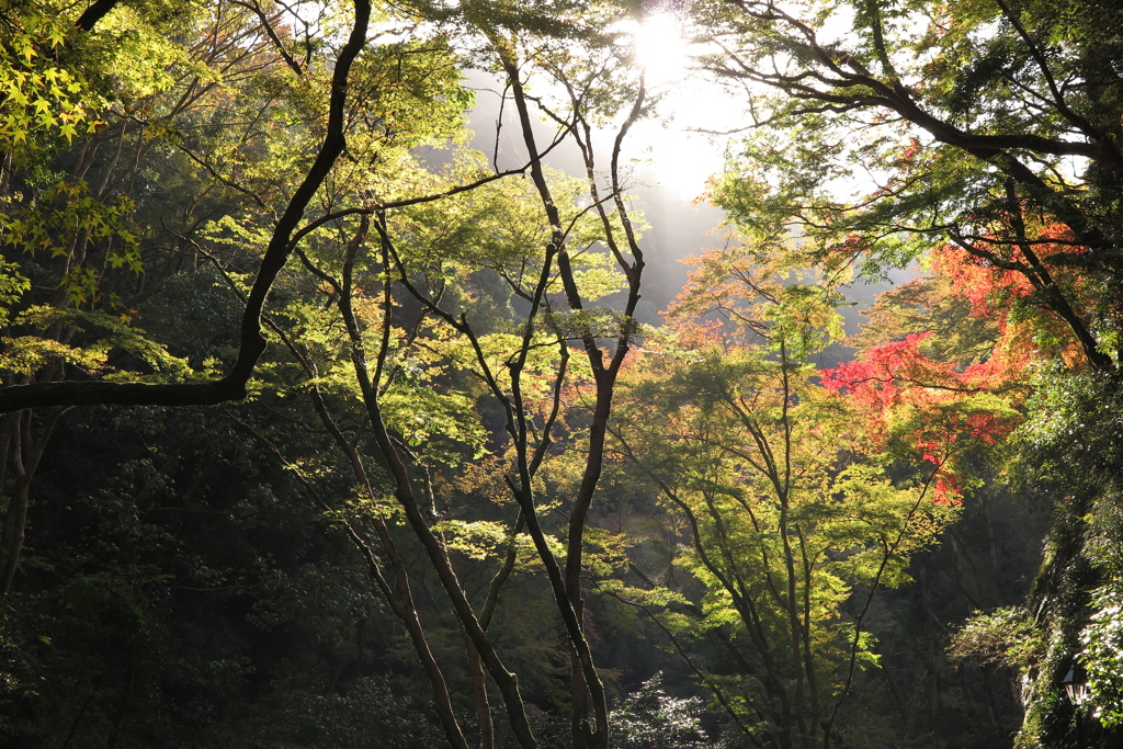 滝道の朝