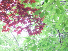 緑に紅