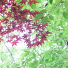 緑に紅