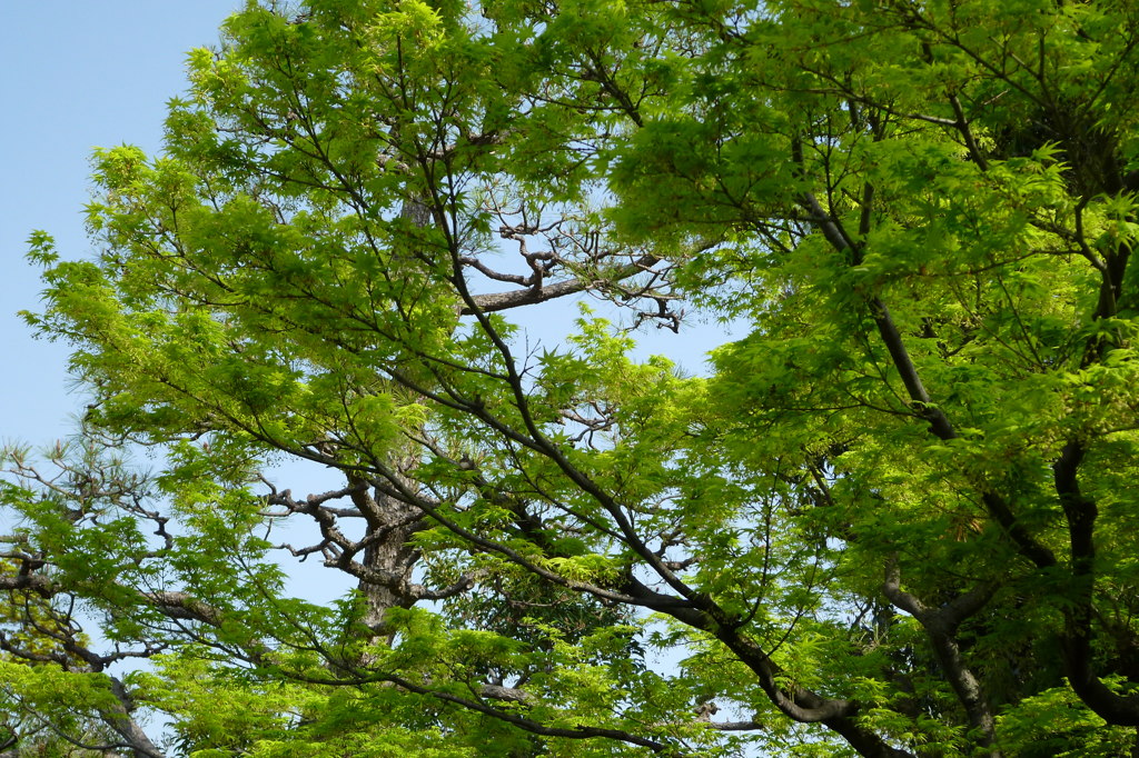 眩萌え