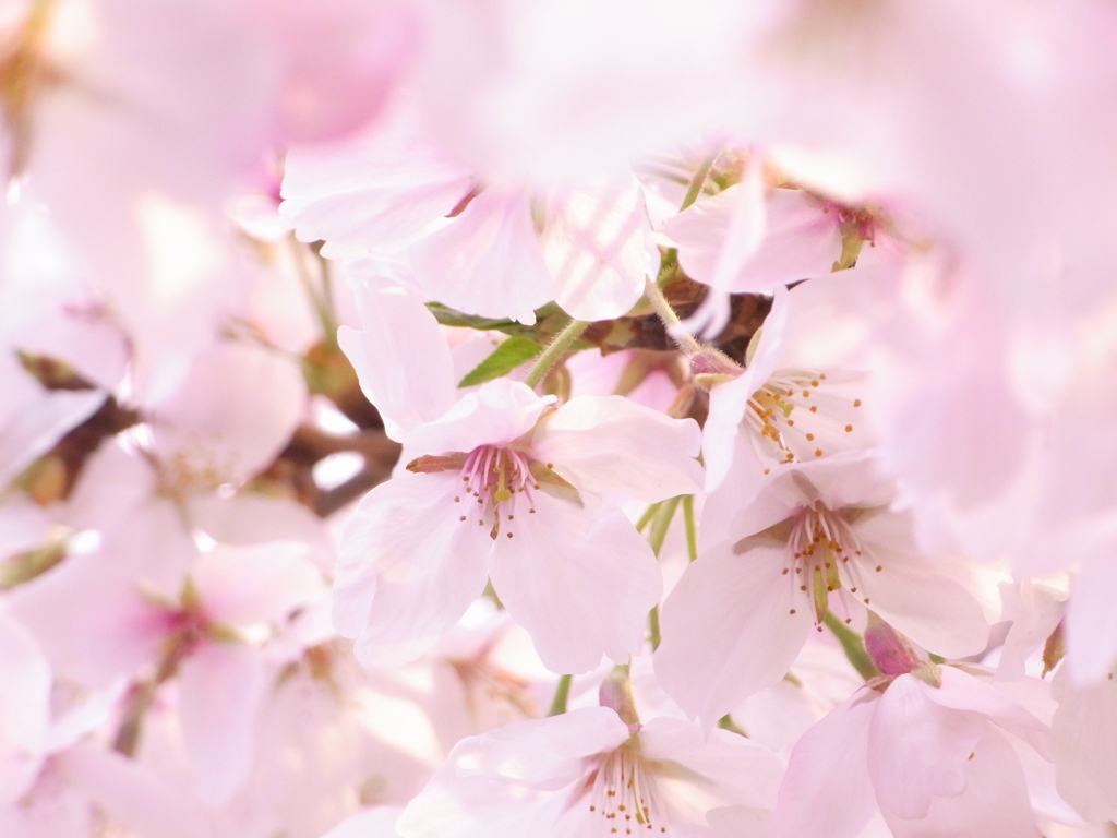 PINK DREAM