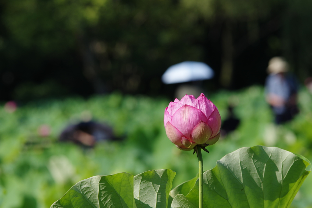 蓮 2018　日傘
