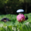 蓮 2018　日傘