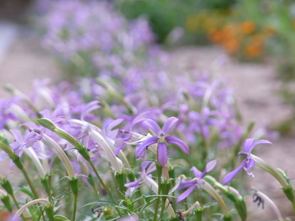 夏の花壇