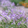 夏の花壇