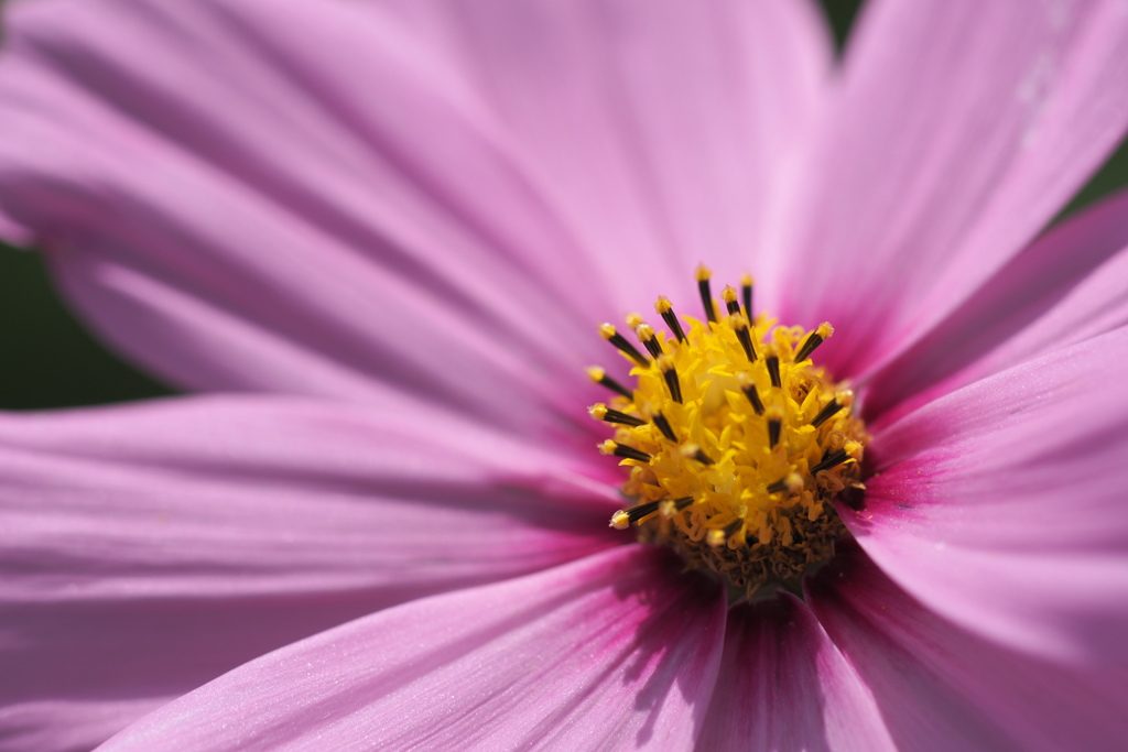 a cosmos