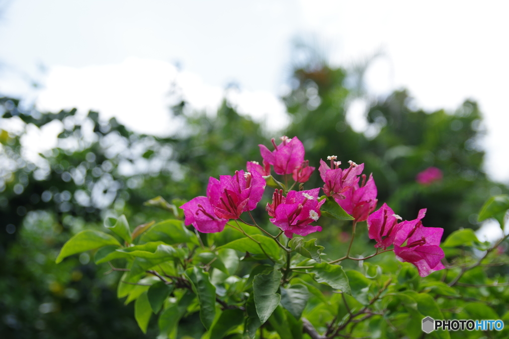 八重山の花 #3