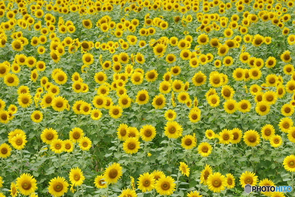 太陽の季節