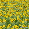 太陽の季節
