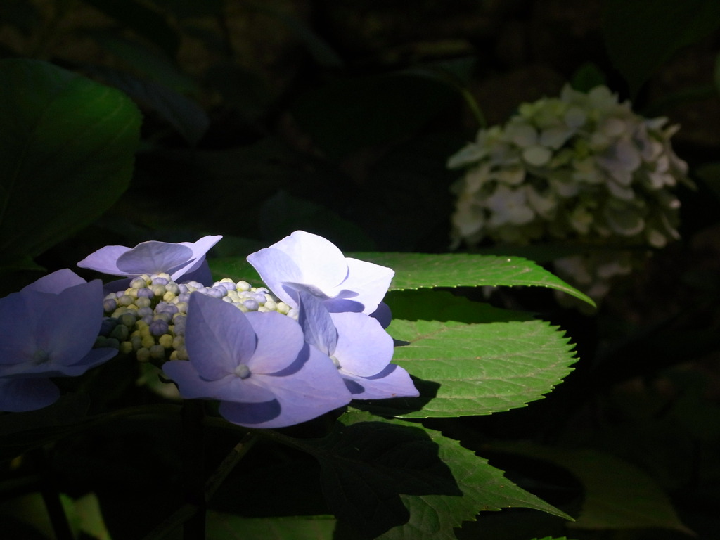 紫陽花四態　静