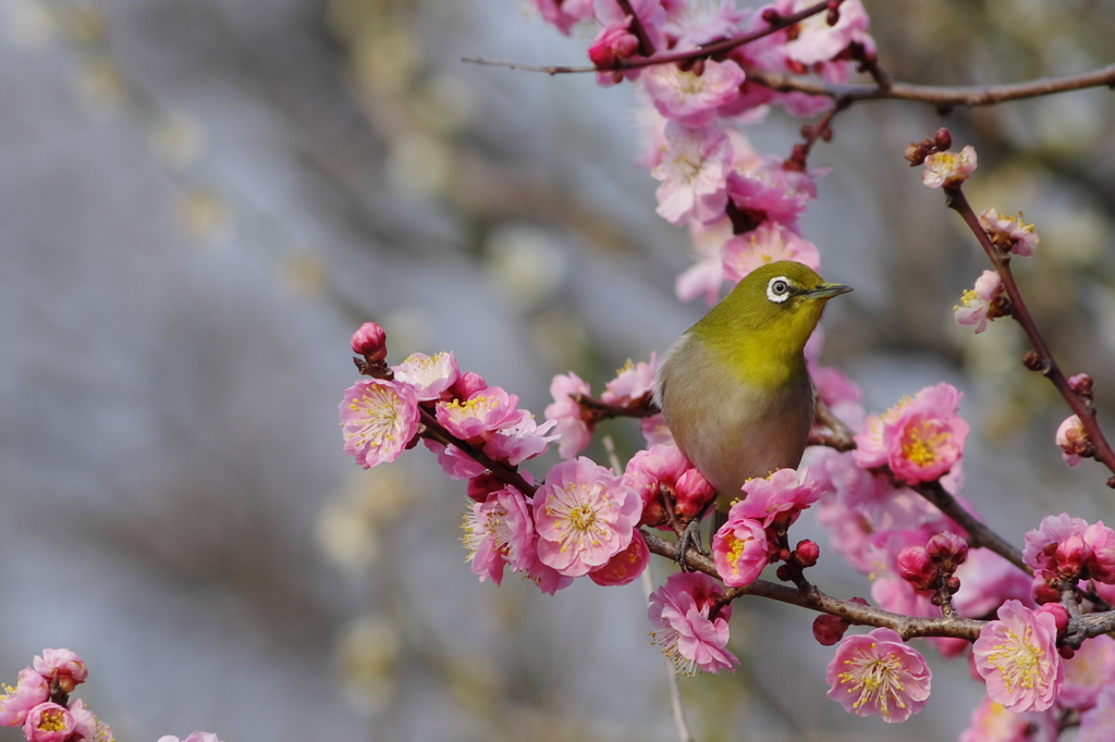 春枝わたって