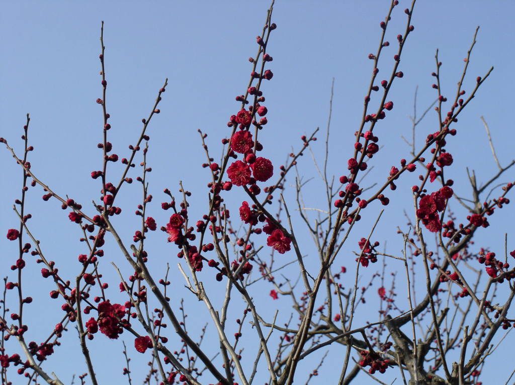 針紅樹