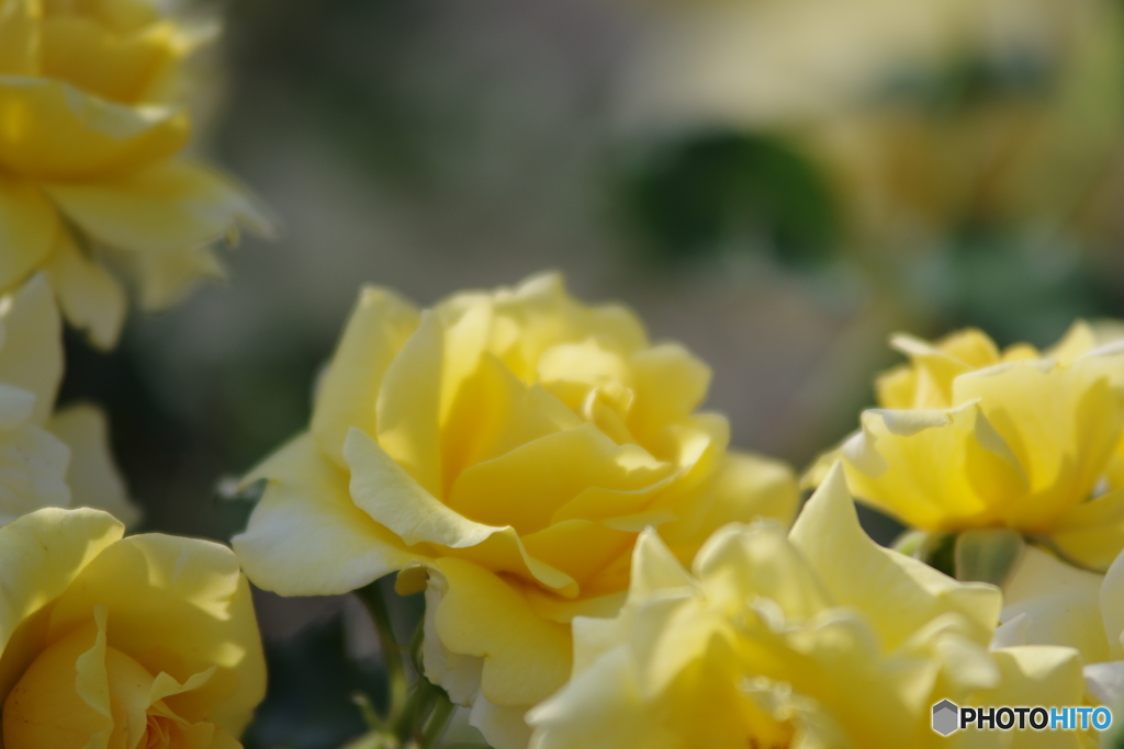 薔薇三態I