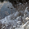 雪朝寸景#3_穂