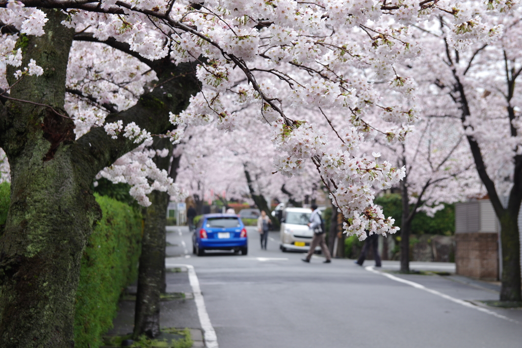 桜散歩