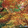 錦