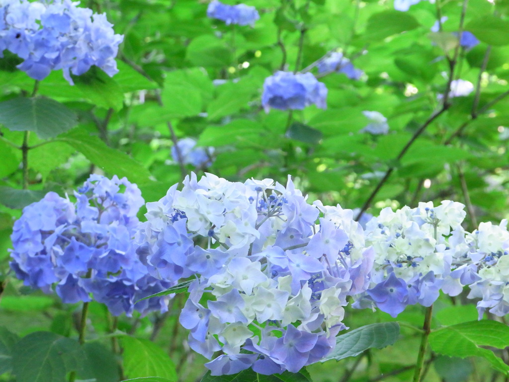 紫陽花四態　涼