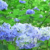 紫陽花四態　涼