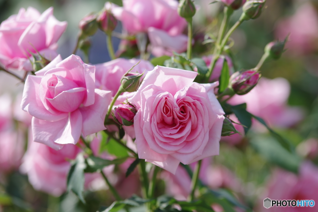 薔薇三態III