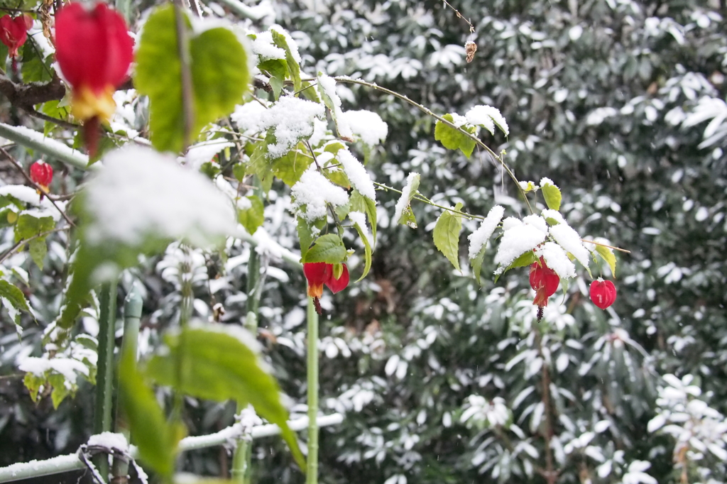 雪花