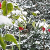雪花