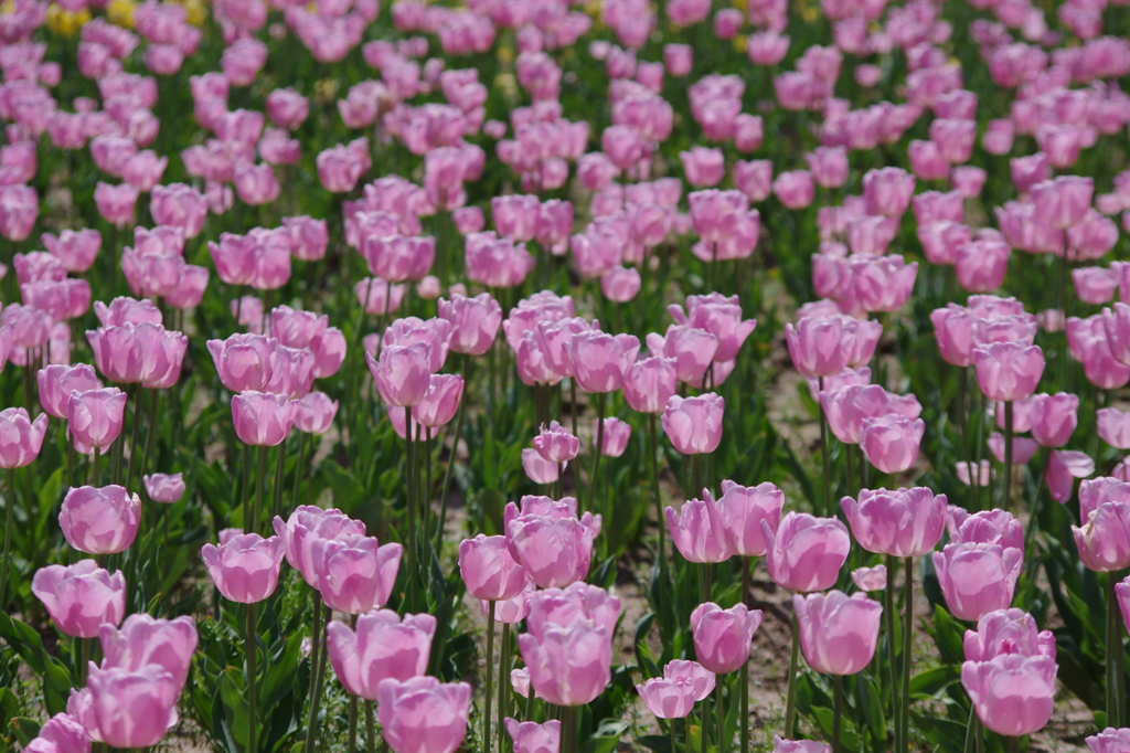 Pink Diamonds