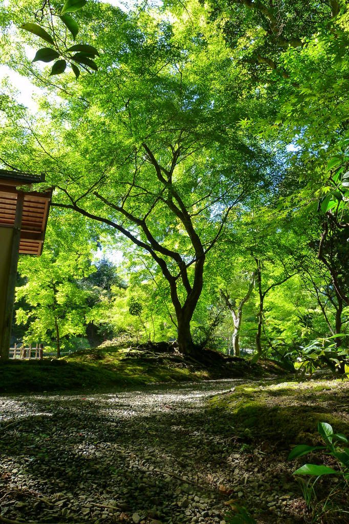 紅染めし前の錦景苑を見上げて