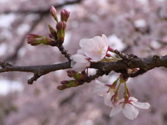 桜蕾