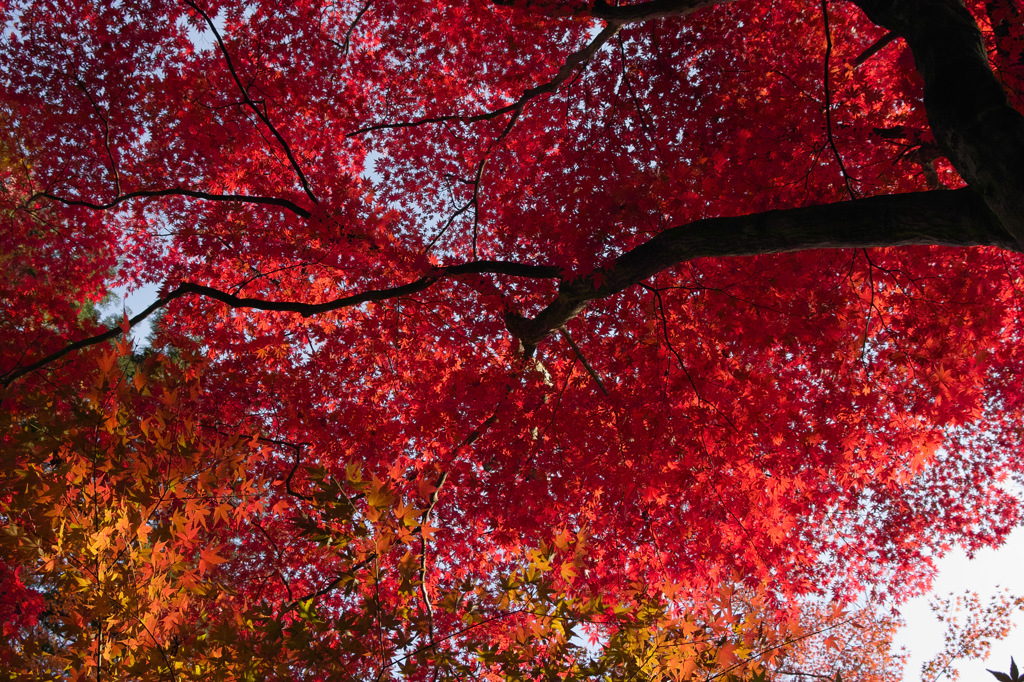 真紅の空