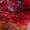 真紅の空