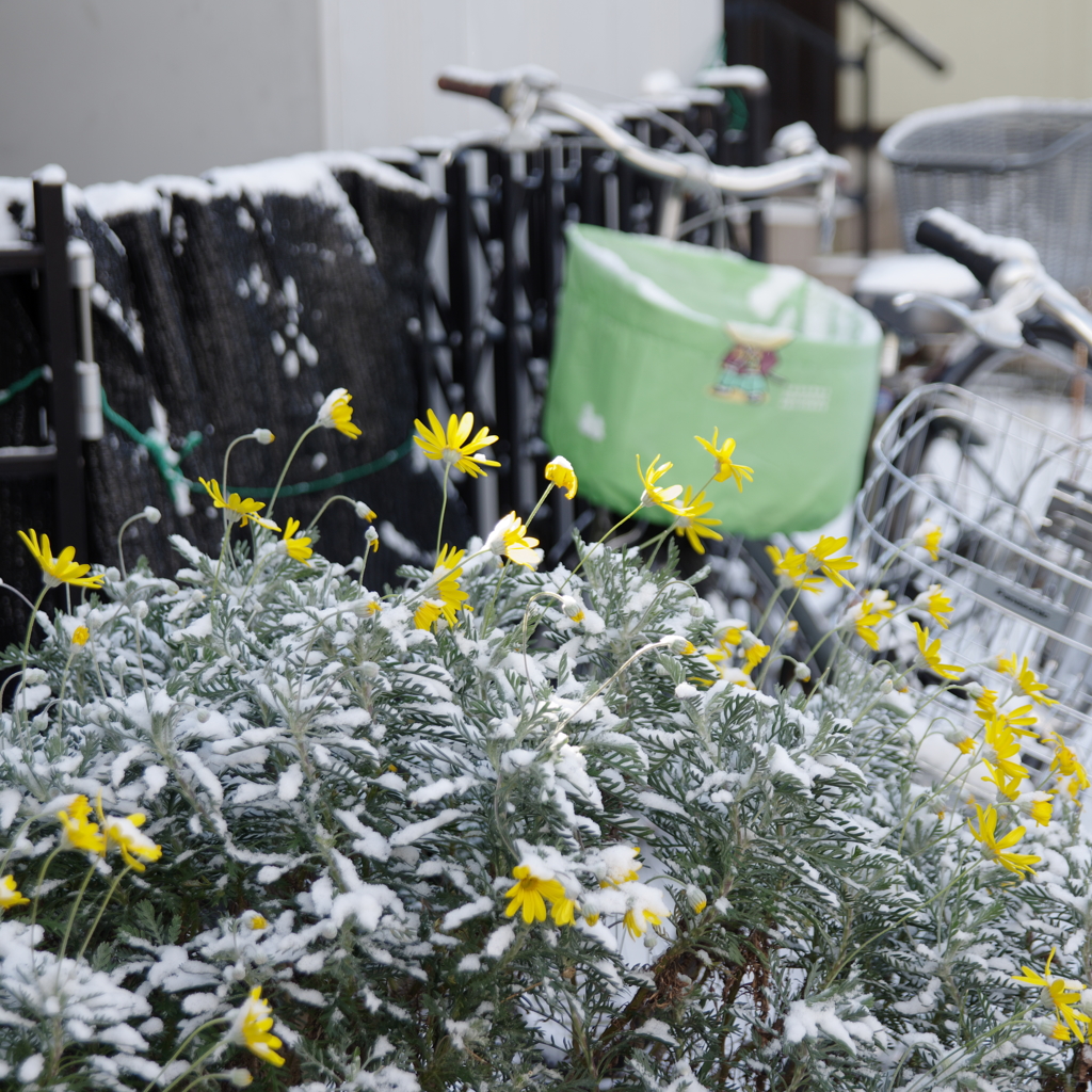 雪朝寸景#6_花