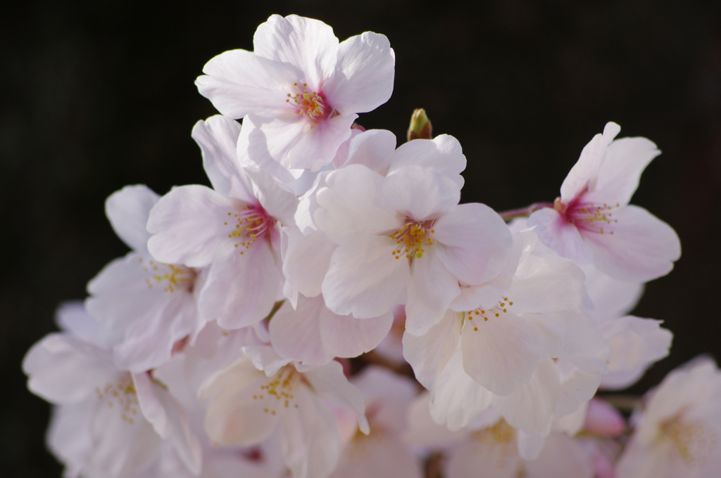 桜花ふわり
