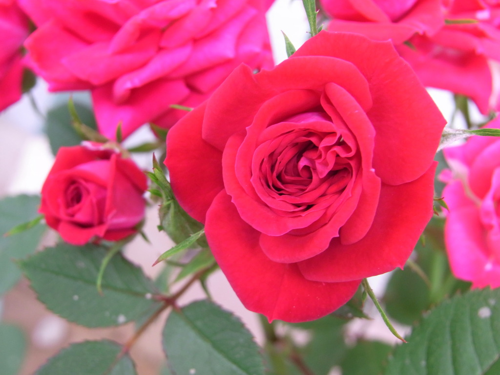 真っ赤な薔薇咲いた
