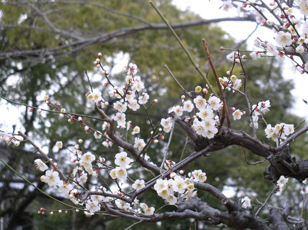 香季到来