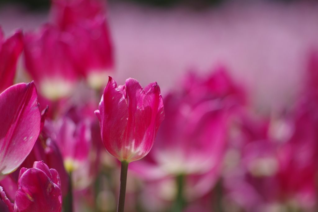 愛の芽生え