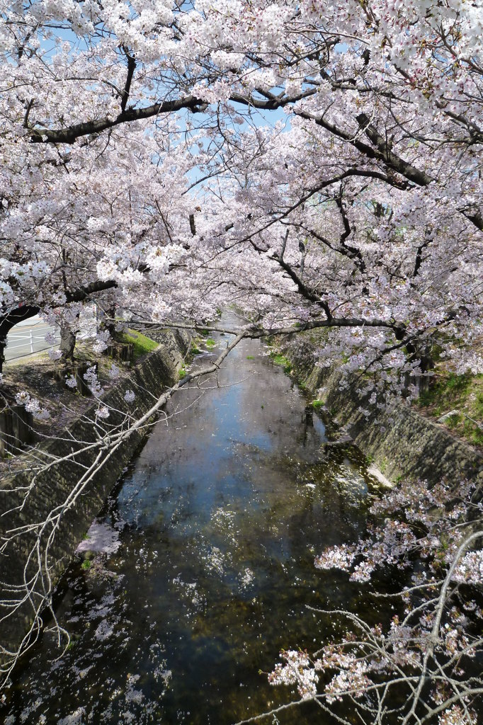 春夢、人知れず
