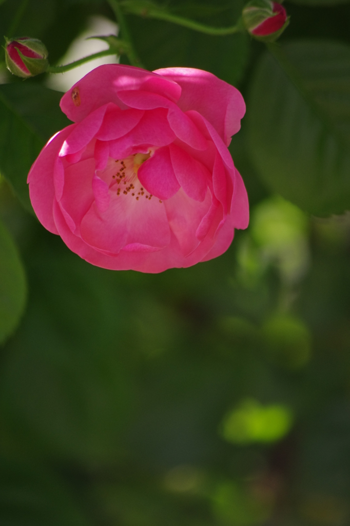薔薇一輪