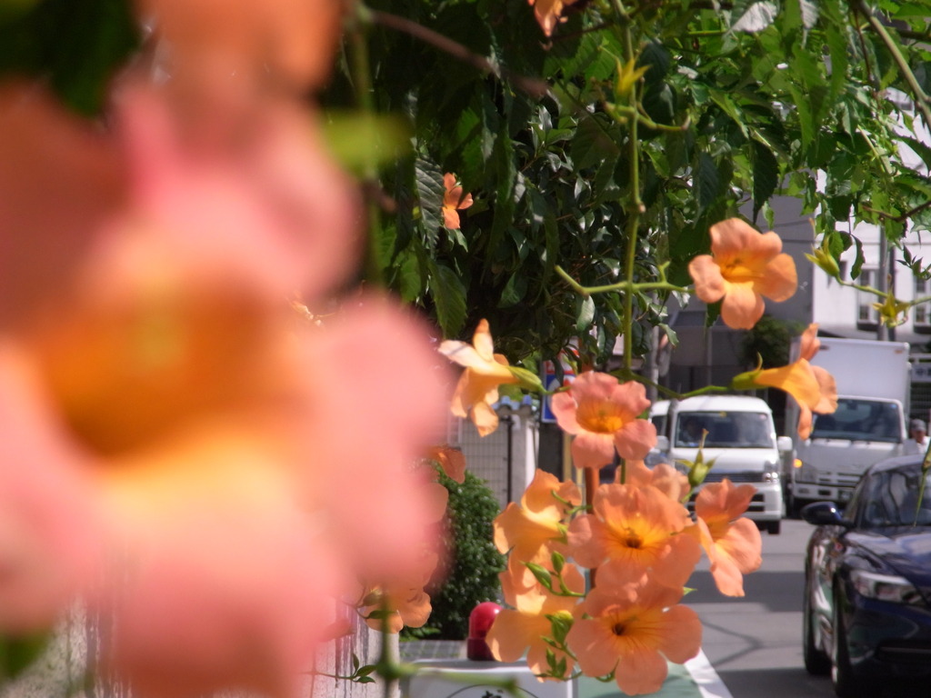 夏彩通り　- Natsuiro St. -