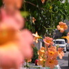 夏彩通り　- Natsuiro St. -