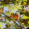 LEAF_ PATTERN_RGB