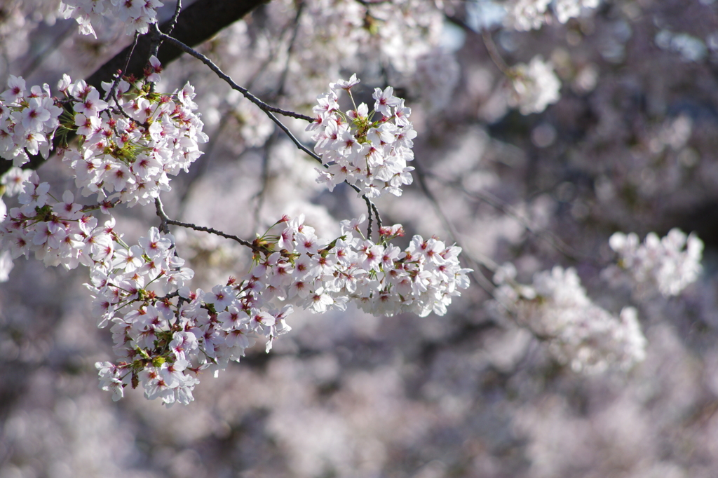 桜　・　空　・　間