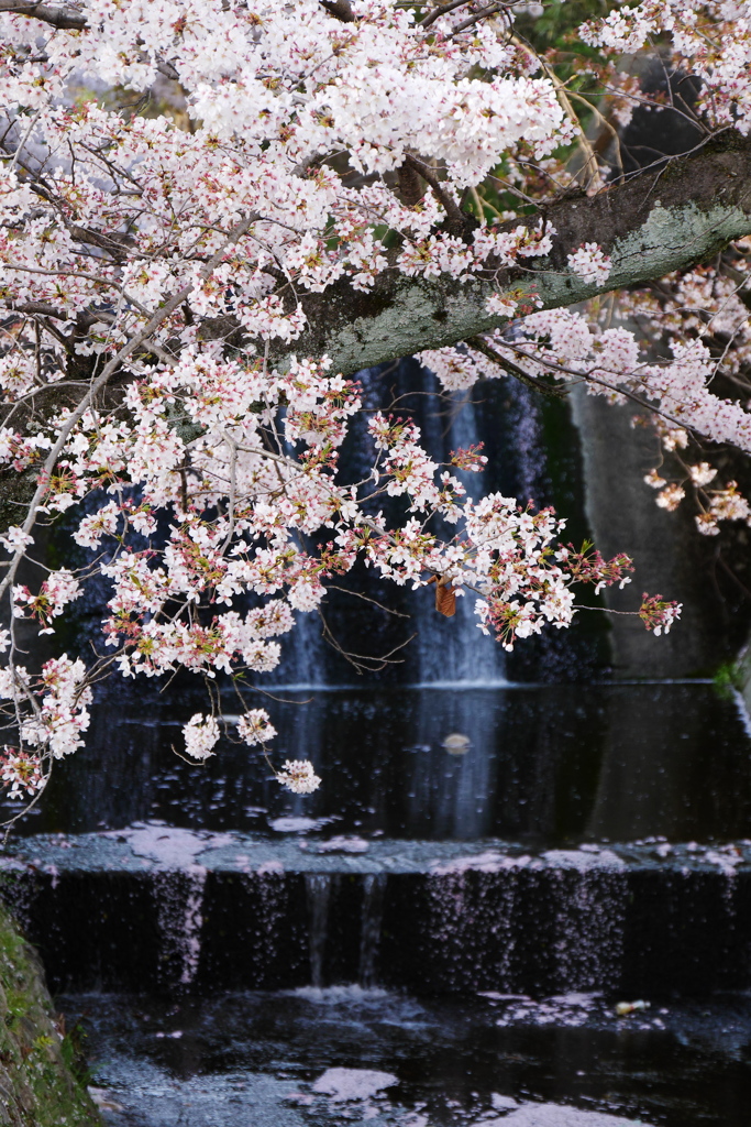 桜滴り