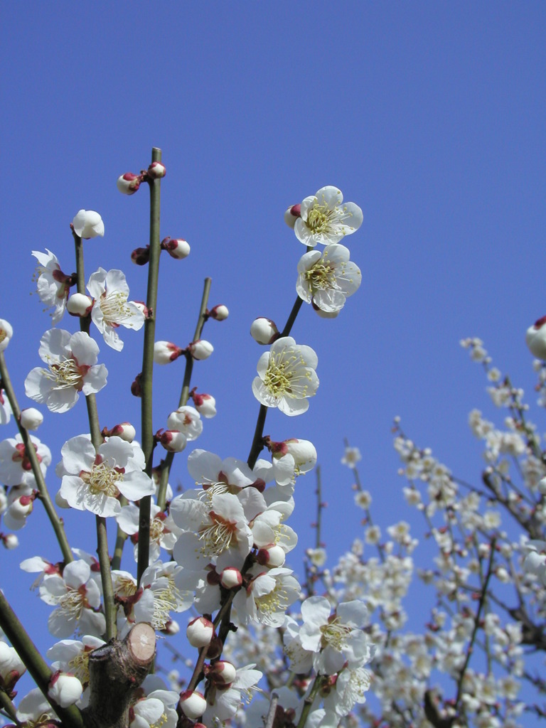 青空 と 梅